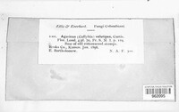 Flammulina velutipes image